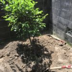 大阪府枚方市 月桂樹の移植