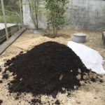 城陽市 キンモクセイの植栽