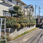 宇治市で生垣の剪定