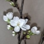 一足早い桜の開花。お花見