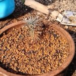 実生の松を鉢植えにする