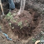 宇治市で桜の移植