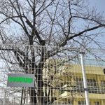 幼稚園・こども園の桜の管理