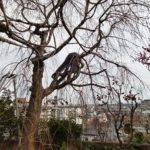 枝垂れ桜の治療　兵庫県芦屋市