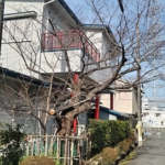 個人宅の桜の管理　樹木医