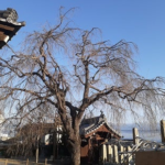 お寺様・企業様の桜の管理について　樹木医