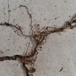 根腐れは何故起こるのか？