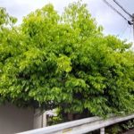 生垣剪定　精華町