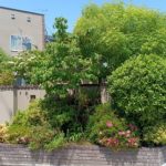 シマトネリコ剪定　城陽市