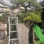 松の剪定（松の葉むしり）　城陽市