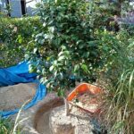 植木の移植準備（根回し）　城陽市