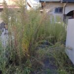 空家の草刈　宇治市