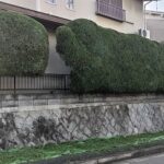 カイズカイブキの生垣の剪定　城陽市