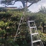 松の剪定　宇治市