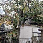 柿の木の剪定　宇治市