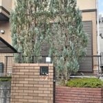 コニファーの剪定　宇治市