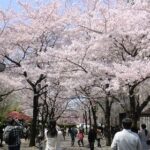 桜の花が咲かない、、
