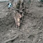 樹木医が城陽市で桜の治療