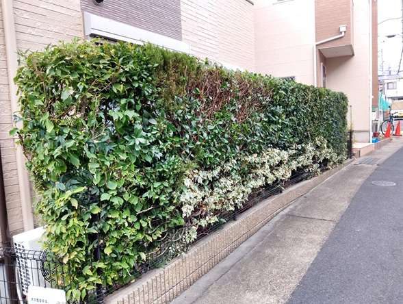 城陽市で生垣の刈り込み!はみ出した枝葉をすっきり剪定